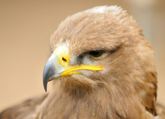 Golden Eagle