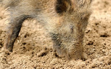 Wild boar
