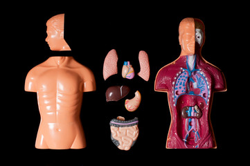 Modellino anatomico umano - organi interni