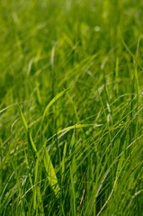 Флора и Фауна