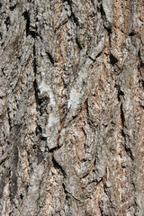 bark texture