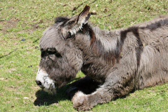 donkey with dark hair lying on the ground
