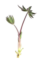 Lupin leaf and root isolated on white background
