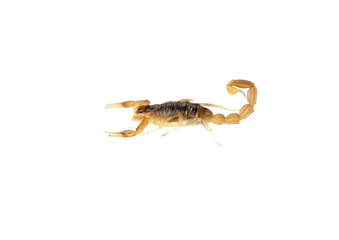 scorpion