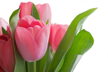 Pink tulips