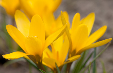 Yellow crocus Spring photo