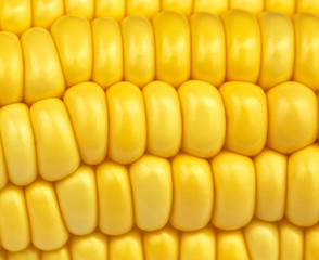 Corn