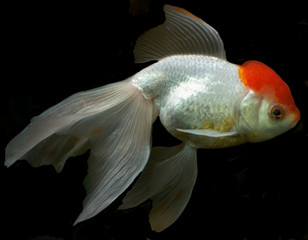 White fish underwater