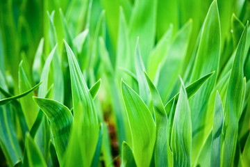 Green leaves