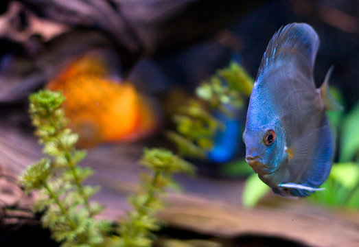 Blue fish underwater