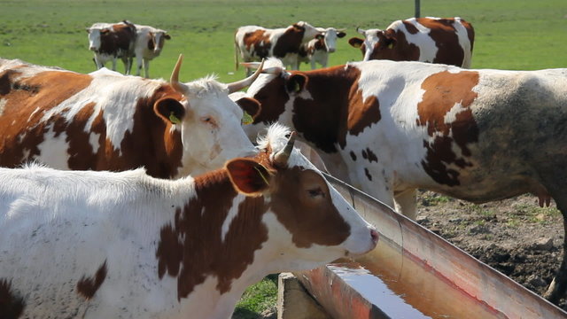 Cows on watering place