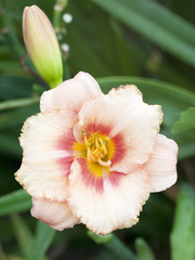 Fototapeta premium Daylily