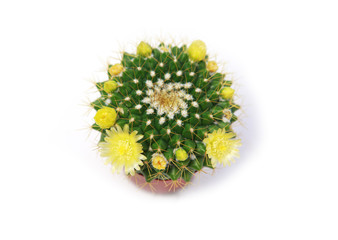 cactus with yellow flowers over white