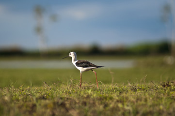 Black-winged Stilt walk on Grass