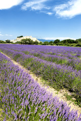 lavender field and Grignan village