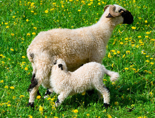 sheep and lamb