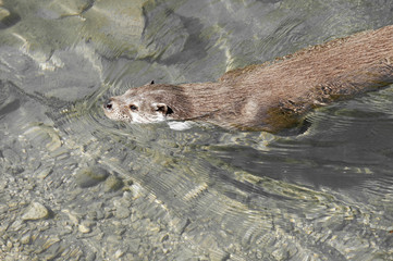 otter  in a river