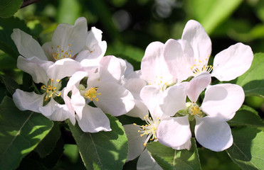 Blossom of the apple tree