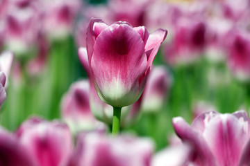 Pink Tulip.