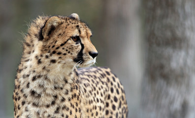 portrait du guépard