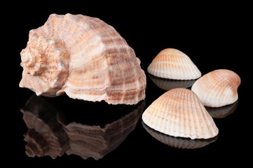 Seashells on black