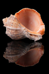 Seashell on black