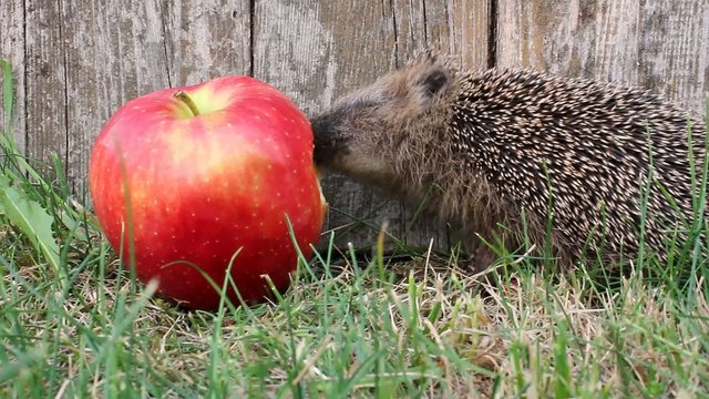 Igel vs Apfel