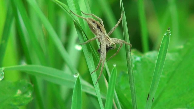 Spider caught the fly and eats it