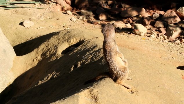 Surveillance suricate