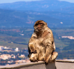 Barbary Ape