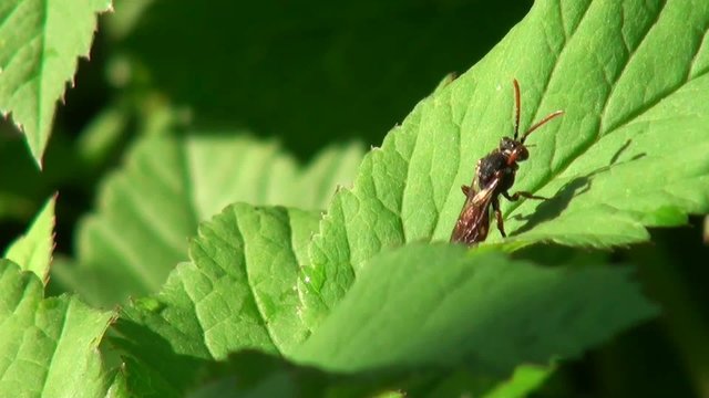 Deer louse cleans its wings on a green leaf