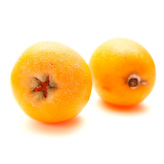 Loquat isolated