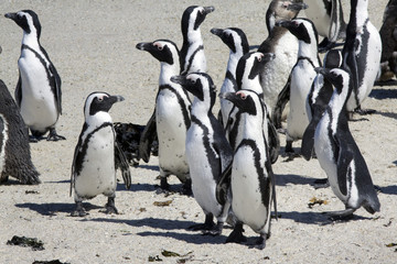 African penguins Spheniscus demersus at Boulders Beach
