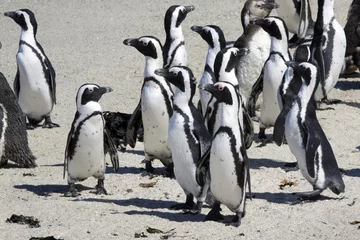 Papier Peint photo Lavable Afrique du Sud African penguins Spheniscus demersus at Boulders Beach