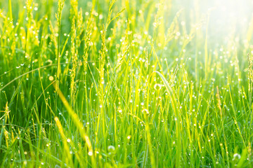 Early morning, sunlight and morning dew