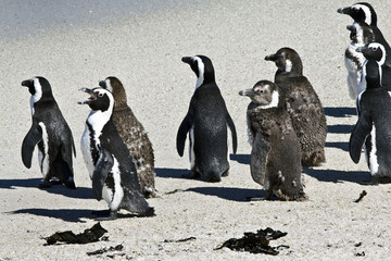 African penguin Spheniscus demersus at Boulders Beach