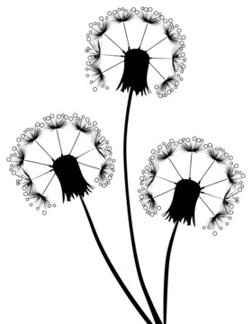 three dandelions in drops
