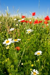 white camomile and red poppies