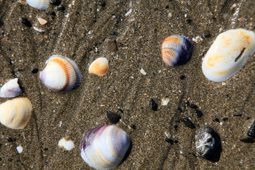 Shells on the beach