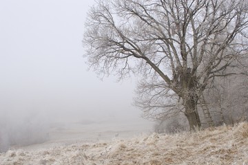 Fototapeta na wymiar forest meadow in fog