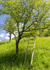 Tree with a ladder