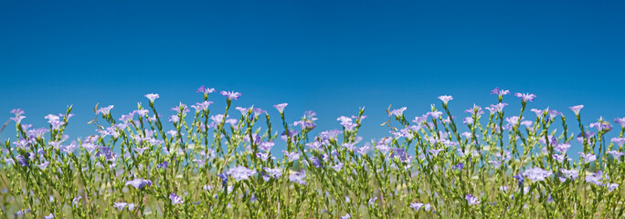 Blooming Flax panoramic view