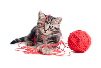 nice tabby kitten playing red clew or ball © Andrey Kuzmin