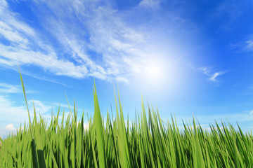 Fototapeta premium grass, sky, cloud and sun