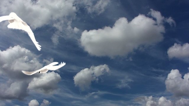 pigeons_3d_loopable