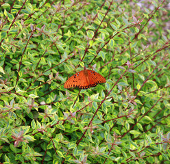 Gulf Fritillary