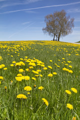 Löwenzahnwiese mit Birke im Frühling in Bayern