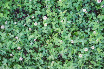 Clover