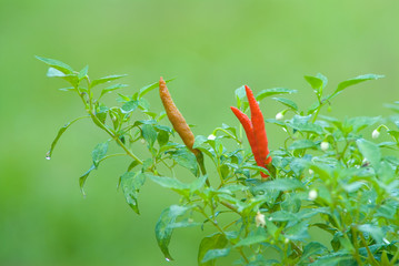 Fresh chilli at the  plant.