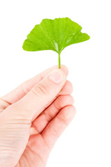Ginkgo biloba on white background